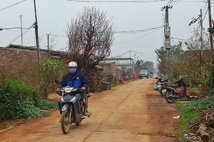 Nở rộ dịch vụ chở hoa, cây cảnh thu tiền triệu mỗi ngày dịp Tết - 2
Chở đào thuê dịp Tết cho thu nhập cao.
