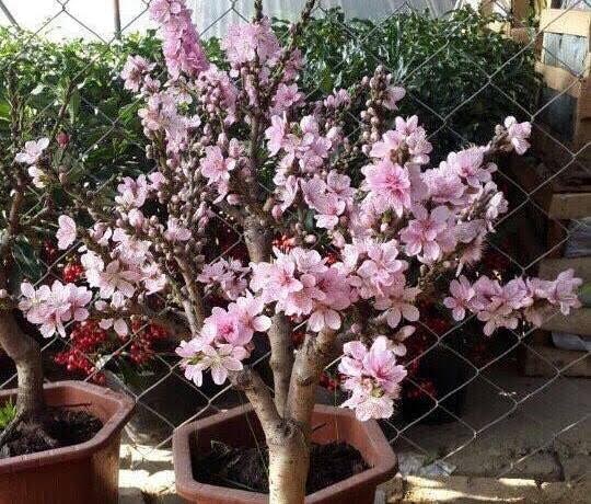 Chán đào Nhật Tân, mua đào Trung Quốc chơi Tết - 2 Chán đào Nhật Tân, mua đào Trung Quốc chơi Tết - 2