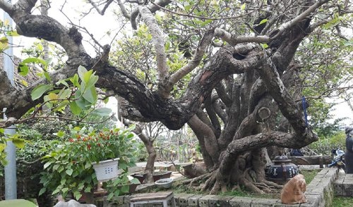 Siêu cây thân rồng, đại gia Nhật trả 10 tỷ không bán - 2
Thân cây uốn lượn hoàn toàn tự nhiên theo dáng quần long hội tụ