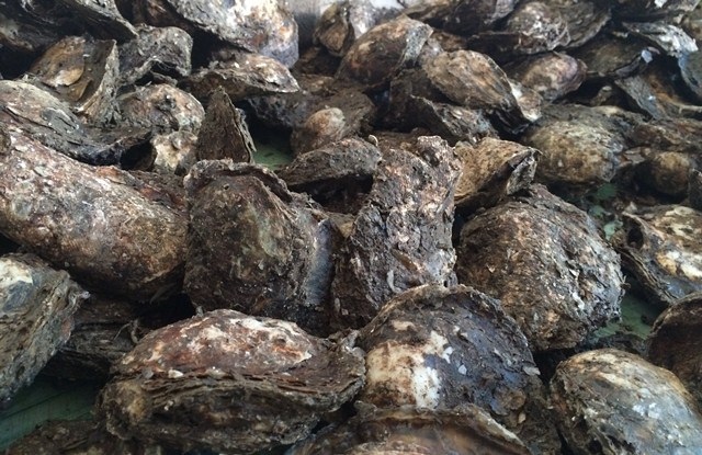 Hoang mang hàu sống có sán - 2