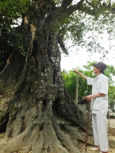 Cây thị di sản và ngôi mộ mối đùn trong thành nhà Hồ - 2 Cây thị di sản và ngôi mộ mối đùn trong thành nhà Hồ - 2