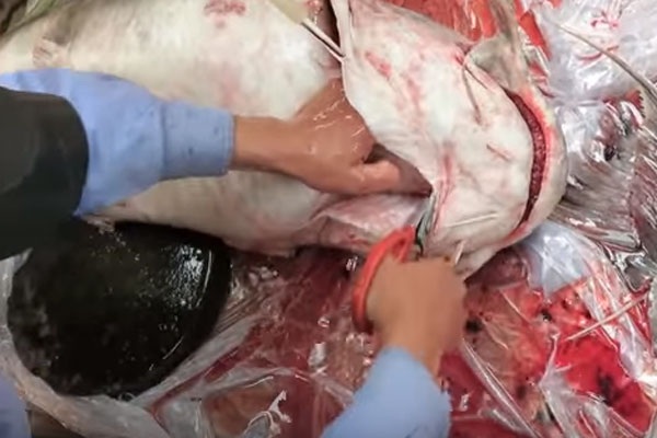 Bữa tiệc "thủy quái" sông Đà trăm triệu của đại gia Hà Nội - 2 Bữa tiệc "thủy quái" sông Đà trăm triệu của đại gia Hà Nội - 2