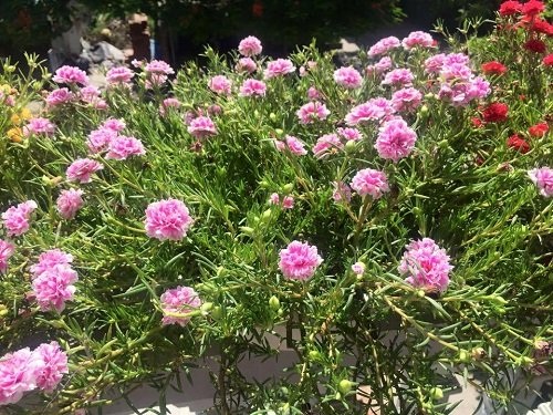 Hoài cổ hoa mười giờ: Mỗi ngày kiếm 1 chỉ vàng - 2
Hoa mười giờ cánh kép được nhiều chị em ưa chuộng