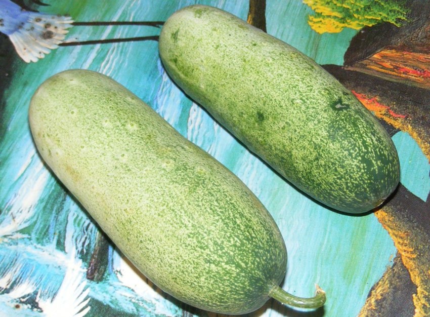 "Dưa chuột mèo" to như phích: Hà thành tò mò ăn thử - 2
Loại dưa này có trọng lượng cực khủng, quả nặng nhất có thể lên tới 1,5-2kg