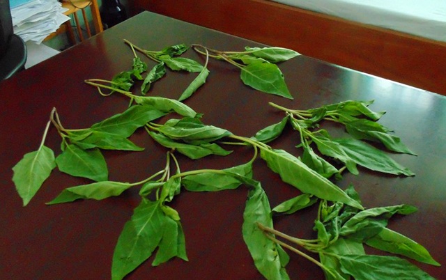 Bất ngờ về loại "rau dền" khiến cả gia đình ăn phải liên tục cười nói, chửi bới - 2 Loại rau lạ khiến 3 bệnh nhân ngộ độc. Ảnh: T.vi