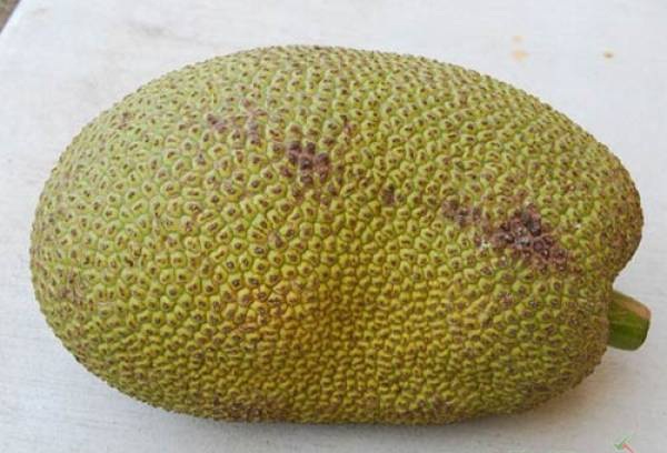 Cách đơn giản nhận biết mít chín cây không ngậm hóa chất - 2 Quả mít chín tự nhiên thân mềm, mắt mít nở to, gai không nhọn.