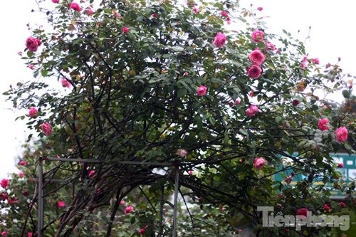Ngắm hồng cổ Sapa cực quý, giá 50 triệu chơi Tết - 4 Đây được cho là loài hoa bản địa của Sapa, nhưng giống hồng cổ này lại có nguồn gốc từ châu Âu, cụ thể là một giống hồng Pháp cổ.