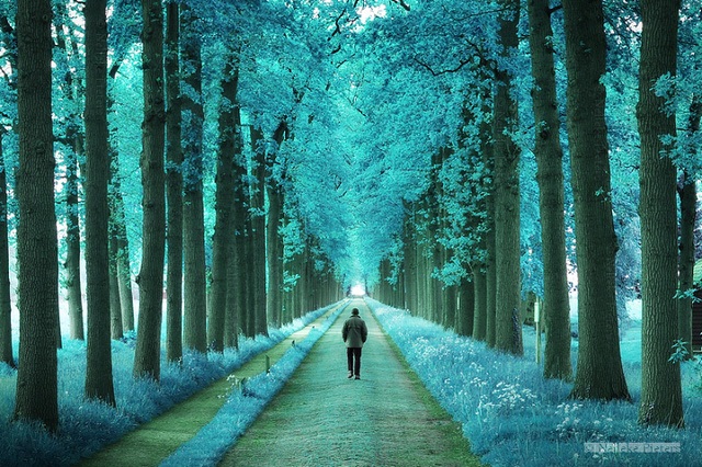 Chiêm ngưỡng vẻ đẹp kỳ ảo của những cánh rừng Hà Lan - 2 Chiêm ngưỡng vẻ đẹp kỳ ảo của những cánh rừng Hà Lan - 2