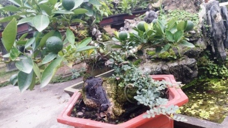 Ghép quất vào gốc cây dại bán 30 triệu/cây - 2
Gốc cây cần thăng xù xì, sinh trưởng tốt rất thích hợp để ghép làm cây cảnh chơi Tết
