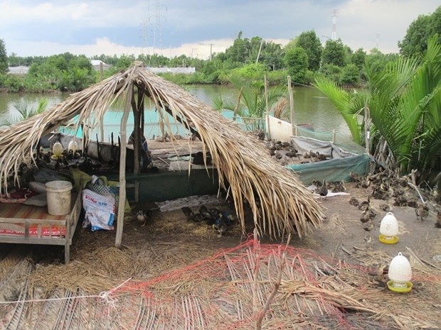 “Canh bạc” táo bạo của người bắt vịt trời về nhân giống - 3 Sau nhiều mày mò, anh Linh đã nhân giống vịt trời thành công