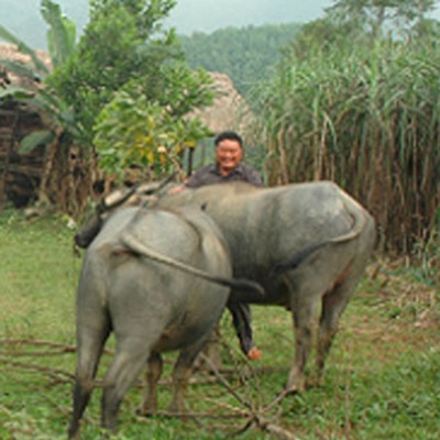 Hành trình “trả nợ đời” của vợ chồng tỷ phú một thời là... lâm tặc - 2 Anh Thắng cần mẫn chăm sóc đàn trâu của gia đình