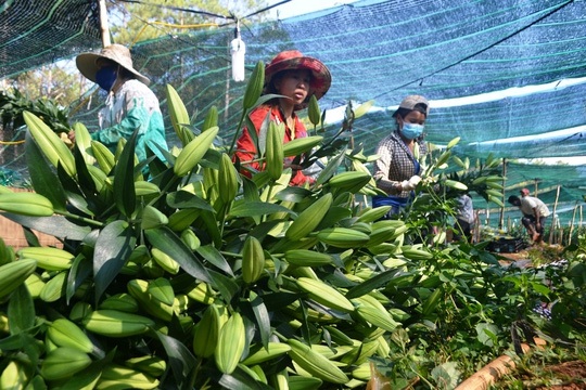 
Hoa lily giá đã tăng mạnh, từ 100.000 – 200.000 đồng/bó 5 cành.
