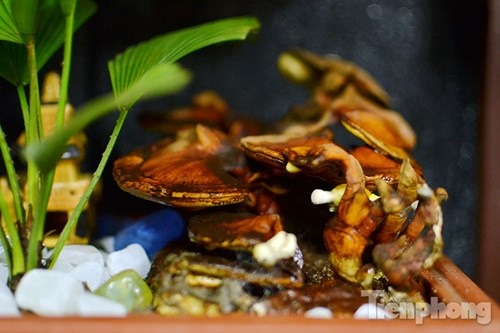 Cận cảnh nấm linh chi bonsai tiền triệu chơi Tết - 2
Những cây nấm linh bonsai sừng hươu có giá rẻ hơn những loại nấm linh chi bonsai thế tùng,...
