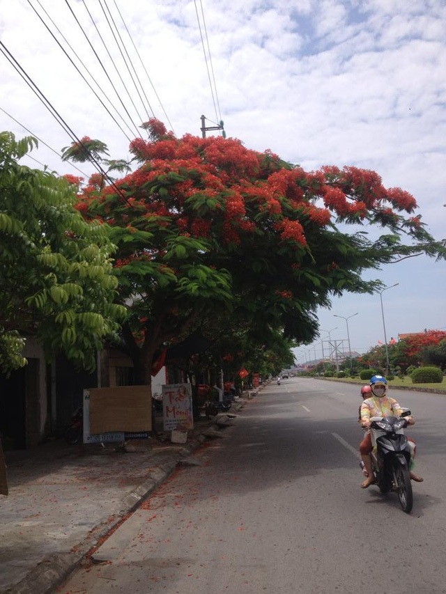 Ngắm vẻ đẹp nao lòng của đường hoa phượng dài nhất Việt Nam - 2 Ngắm vẻ đẹp nao lòng của đường hoa phượng dài nhất Việt Nam - 2