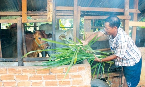 Sơn nữ Ê đê đi Thái nói chuyện nuôi bò - 2
Đồng bào đã quen với cách nuôi bò kiểu mới.