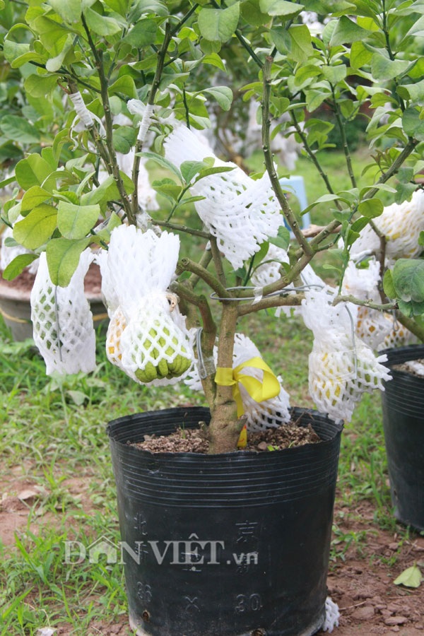 Vào vườn phật thủ bonsai nghìn cây giá bạc triệu vẫn hút khách - 22 Vào vườn phật thủ bonsai nghìn cây giá bạc triệu vẫn hút khách - 22