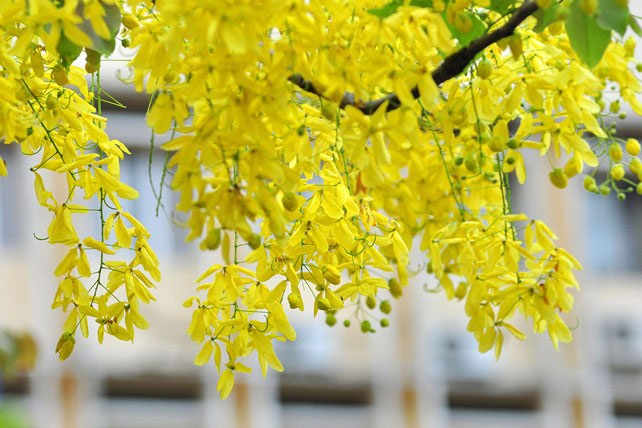 5 loài hoa khiến Hà Nội thơ hơn giữa mùa hạ cháy - 10 5 loài hoa khiến Hà Nội thơ hơn giữa mùa hạ cháy - 10