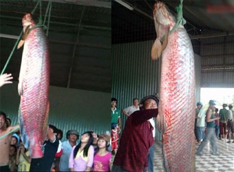 "Thủy quái" to bằng người sa lưới: Xẻ thịt nhậu hết - 22
Ngày 29/1/2013, vợ chồng anh Phạm Văn Dẽo (huyện Phú Tân, An Giang) bắt được con cá huyết rồng dài 1,8 mét, chu vi thân 85 cm, nặng gần 70kg, vẩy lấp lánh màu đỏ.