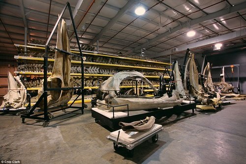 
Các bộ xương cá voi ở Bảo tàng Lịch sử tự nhiên Quốc gia được xem là đầy đủ và quy mô nhất. Những bộ xương nặng hàng tấn được lưu trữ trên kệ và chỉ di chuyển được bằng các băng chuyền.

