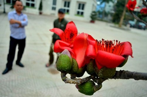 Ngắm cây hoa gạo mini bung nở tuyệt đẹp ở Hà Nội - 11 Ngắm cây hoa gạo mini bung nở tuyệt đẹp ở Hà Nội - 11