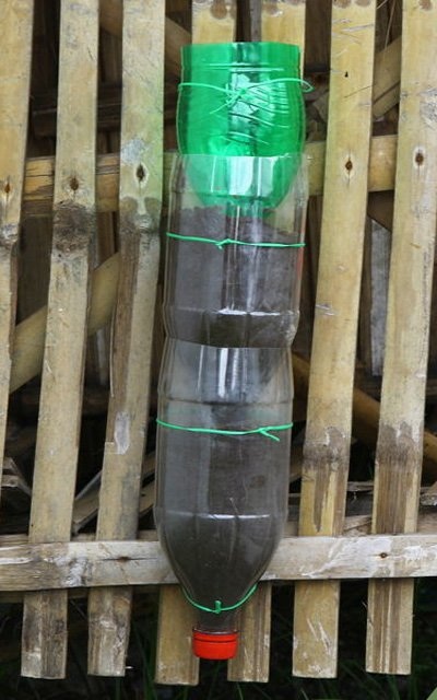 Mách "nông dân phố" bí quyết trồng cây từ vỏ chai nhựa - 17 mach