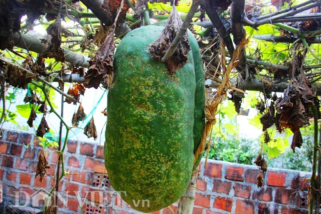 Nông dân làm dây giữ bí đao nặng nửa tạ trên giàn từ chất liệu gì? - 11 Nông dân làm dây giữ bí đao nặng nửa tạ trên giàn từ chất liệu gì? - 11