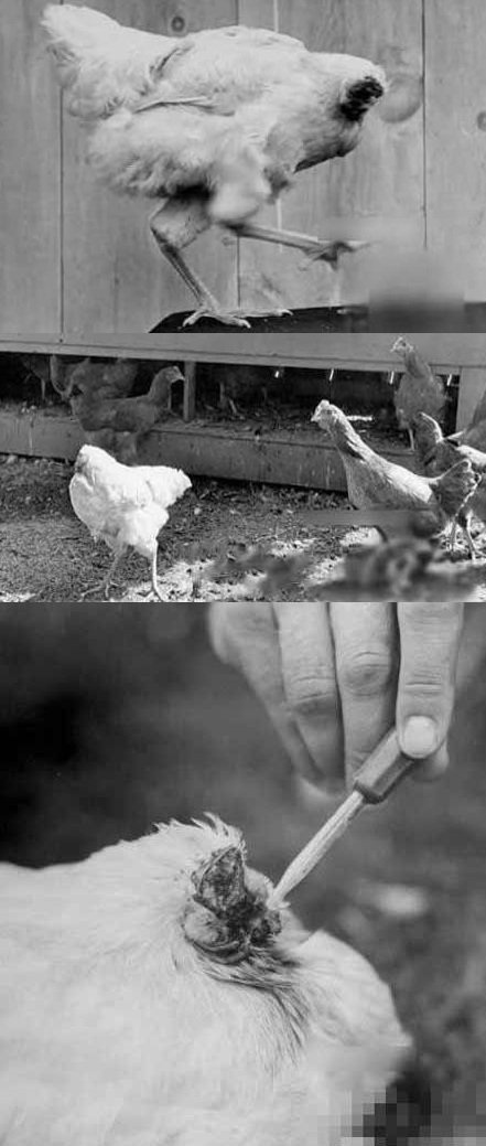 Những giống gà độc nhất vô nhị gây xôn xao - 11 Những giống gà độc nhất vô nhị gây xôn xao - 11