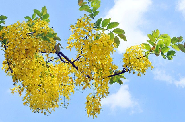 5 loài hoa khiến Hà Nội thơ hơn giữa mùa hạ cháy - 12 5 loài hoa khiến Hà Nội thơ hơn giữa mùa hạ cháy - 12