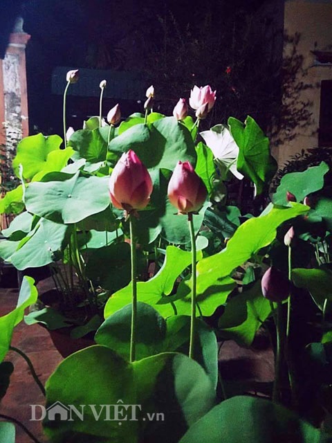 Độc đáo những khu trồng sen "không đụng hàng" - 12 Độc đáo những khu trồng sen "không đụng hàng" - 12