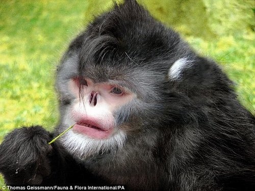 5 loài khỉ kì lạ nhất thế giới | Báo Dân trí