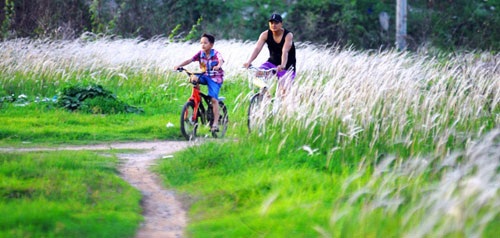 Cánh đồng cỏ lau đẹp như tranh giữa Sài Gòn - 3 Cánh đồng cỏ lau đẹp như tranh giữa Sài Gòn - 3