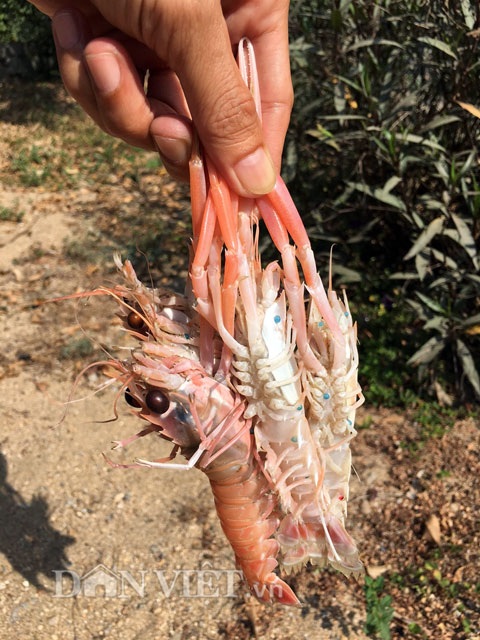 Đặc sản tôm càng biển: Tươi sống vẫn đỏ au như luộc - 3 
Đặc điểm nhận diện: Phần bụng có màu trắng đục và cặp càng dài