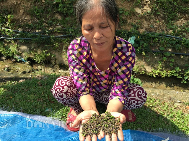 Vào rừng lùng hái trái đắng kiếm gần nửa triệu mỗi ngày - 3