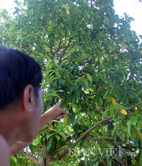 Hơn nửa chỉ vàng chưa chắc mua được một lít mật ong rú - 3 Cây được phát hiện có tổ ong rú