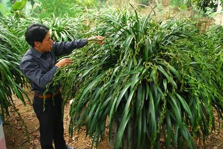 "Giấc mộng vua Trần": Địa lan huyền bí 100 triệu đồng/chậu - 3
Anh Thắng đang chăm sóc chậu lan Trần Mộng để kịp vận chuyển cho khách