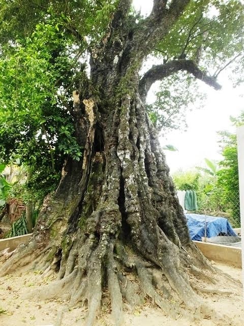 Cây thị di sản và ngôi mộ mối đùn trong thành nhà Hồ - 3 Người lớn tuổi như ông Hiềng cũng chỉ biết khi mình lớn lên đã thấy cây thị to lớn như thế này rồi