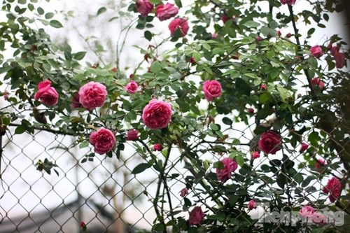 Ngắm hồng cổ Sapa cực quý, giá 50 triệu chơi Tết - 5 Hồng cổ Sapa có đặc điểm dễ sống, khỏe, ít phải chăm sóc, kháng bệnh tốt và ít bị sâu bệnh. Cây sống được ở mọi điều kiện khí hậu, có thể sống ở nhiệt độ dưới -15 độ C.