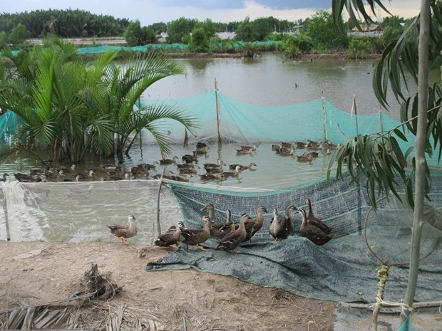 “Canh bạc” táo bạo của người bắt vịt trời về nhân giống - 4 Anh Linh cho hay hóa ra vịt trời là loài dễ nuôi, chứ không khó như mọi người nhầm tưởng.