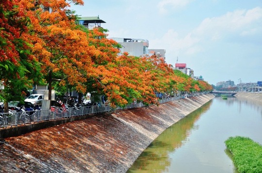 Hà Nội rực rỡ, quyến rũ những sắc hoa tháng Năm vào hạ - 3