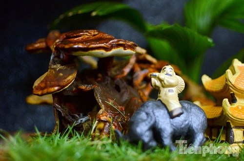 Cận cảnh nấm linh chi bonsai tiền triệu chơi Tết - 3 Cận cảnh nấm linh chi bonsai tiền triệu chơi Tết - 3