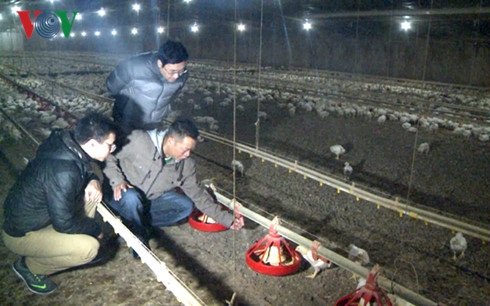 Người Việt nuôi gà quy mô lớn kiểu Mỹ trên đất Mỹ: Không rẻ mới lạ - 3 Phóng viên VOV tìm hiểu về trang trại gà của anh Tuấn.