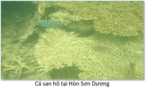 Bộ ảnh đáy biển miền Trung sau sự cố môi trường - 3 Bộ ảnh đáy biển miền Trung sau sự cố môi trường - 3