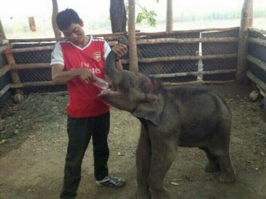 Chú voi đang được đưa về trung tâm để chăm sóc, chờ ý kiến chỉ đạo