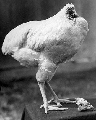 Những giống gà độc nhất vô nhị gây xôn xao - 12 Những giống gà độc nhất vô nhị gây xôn xao - 12