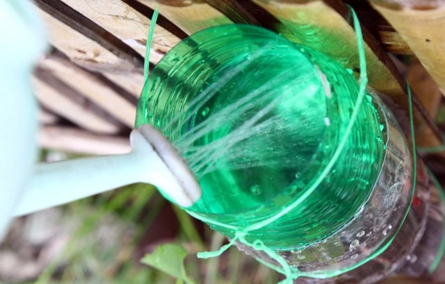 Mách "nông dân phố" bí quyết trồng cây từ vỏ chai nhựa - 21 mach