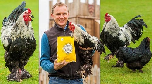 Những giống gà độc nhất vô nhị gây xôn xao - 14 Những giống gà độc nhất vô nhị gây xôn xao - 14