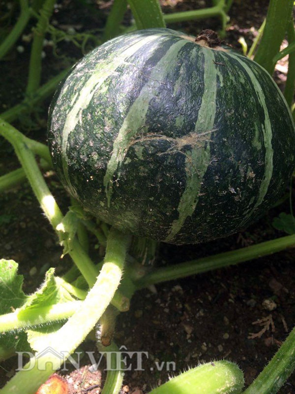 Khu vườn 5m2 "gì cũng có" của nàng dâu Việt xinh đẹp xa xứ - 22 Bí ngô được trồng trong chậu nhưng cho trái cũng không kém cạnh những trái bí ngô được trồng dưới đất