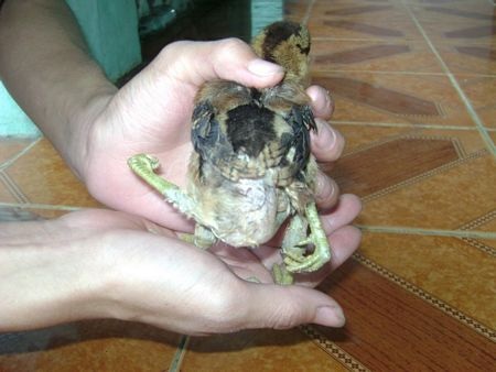 Những chú gà 4 chân kỳ lạ khắp nước Việt Nam - 20 Những chú gà 4 chân kỳ lạ khắp nước Việt Nam - 20