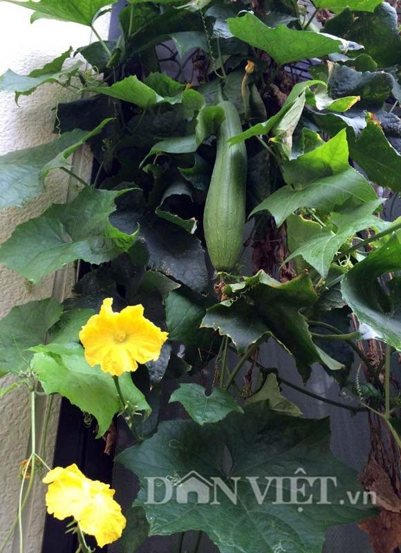 Khu vườn 5m2 "gì cũng có" của nàng dâu Việt xinh đẹp xa xứ - 24 Vì diện tích đất cực kỳ có hạn nên những cây thân leo được trồng tối đa để tiết kiệm diện tích đất vườn