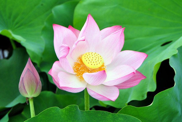 5 loài hoa khiến Hà Nội thơ hơn giữa mùa hạ cháy - 15 5 loài hoa khiến Hà Nội thơ hơn giữa mùa hạ cháy - 15